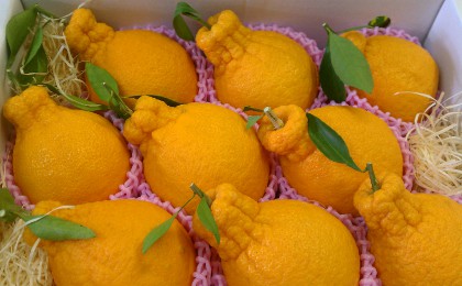 柑橘・デコポン用フルーツキャップ